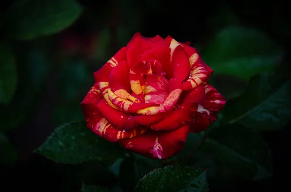 Rosa Roja Con Manchas Amarillas Mármol Sombra Jardín Verano — Foto de Stock