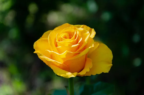 Gelbe Rose Garten Vor Dunklem Hintergrund — Stockfoto