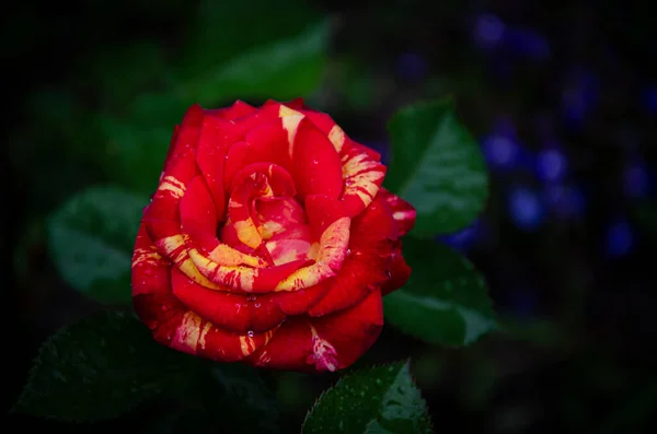 Rote Rose Mit Gelben Flecken Marmor Schatten Eines Sommergartens — Stockfoto