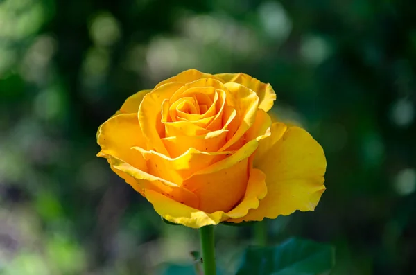Желтая Роза Саду Темном Фоне — стоковое фото
