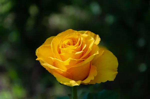 Gelbe Rose Garten Vor Dunklem Hintergrund — Stockfoto