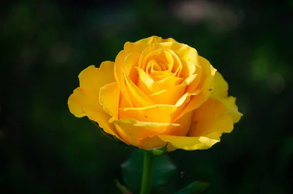 Rosa Amarilla Jardín Sobre Fondo Oscuro — Foto de Stock