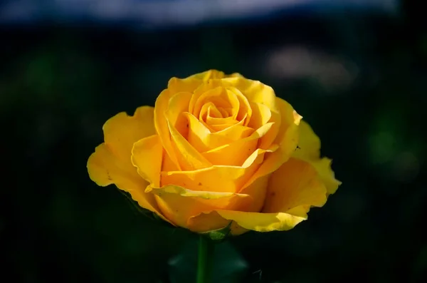 Rosa Amarilla Jardín Sobre Fondo Oscuro — Foto de Stock