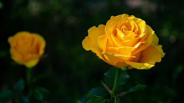 Rosa Amarilla Jardín Sobre Fondo Oscuro — Foto de Stock