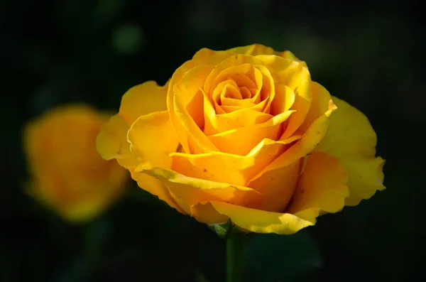 Rosa Amarela Jardim Fundo Escuro — Fotografia de Stock