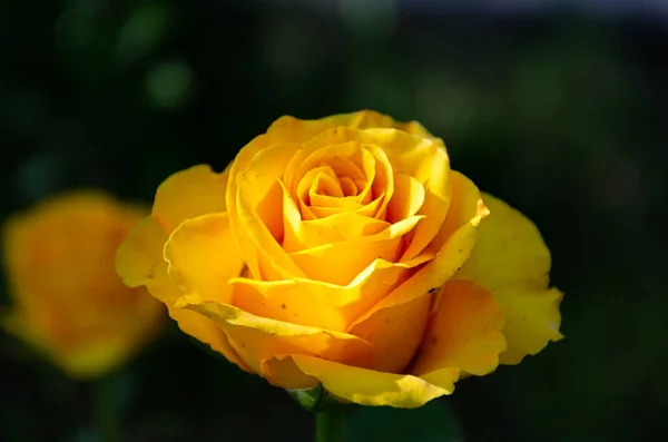 Желтая Роза Саду Темном Фоне — стоковое фото