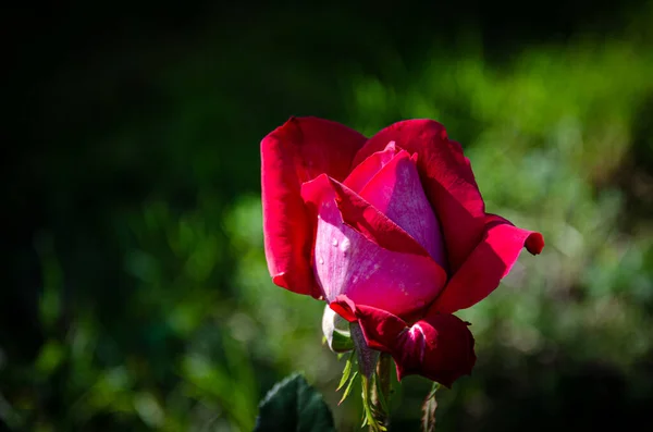 Rote Rose Schatten Eines Sommergartens — Stockfoto