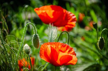 Çiçek açan kırmızı, güzel gelincik bahçedeki çayırda.