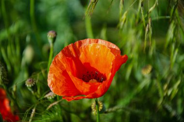 Çiçek açan kırmızı, güzel gelincik bahçedeki çayırda.
