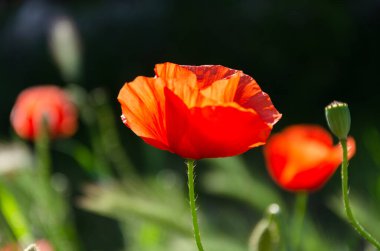 Çiçek açan kırmızı, güzel gelincik bahçedeki çayırda.