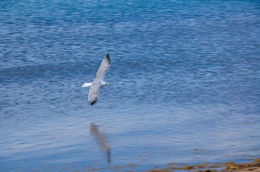 Martı mavi denizin arka planında uçar..