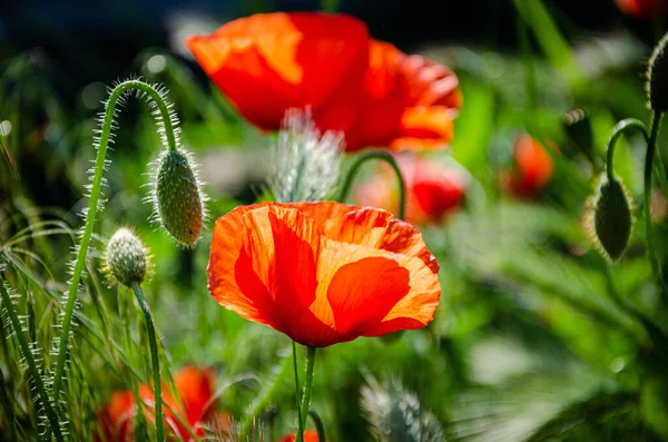 Çiçek açan kırmızı, güzel gelincik bahçedeki çayırda.