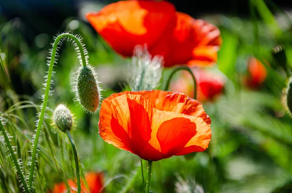 Çiçek açan kırmızı, güzel gelincik bahçedeki çayırda.
