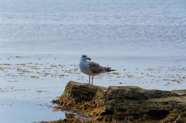 Mouette Nourrit Sur Rivage Sur Fond Mer Bleue — Photo