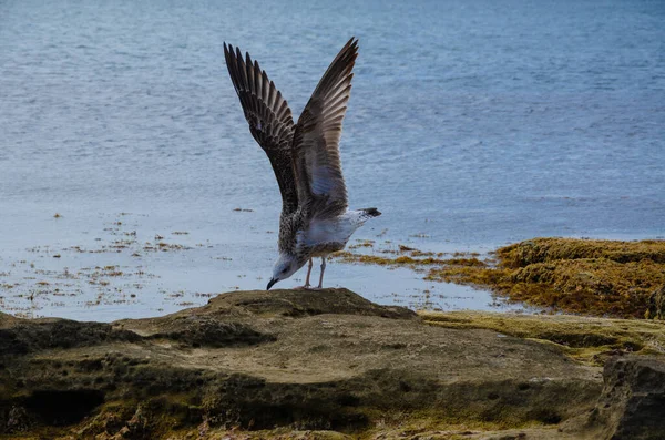 Mouette Nourrit Sur Rivage Sur Fond Mer Bleue — Photo