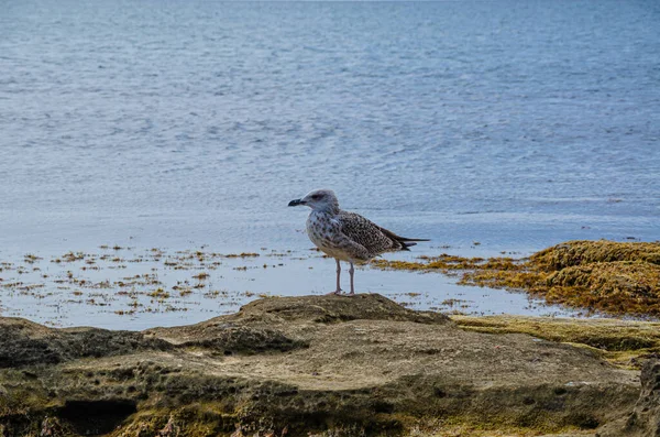 Mouette Nourrit Sur Rivage Sur Fond Mer Bleue — Photo