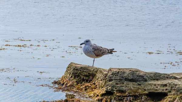 Mouette Nourrit Sur Rivage Sur Fond Mer Bleue — Photo