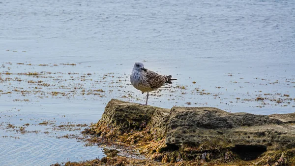 Gaivota Alimenta Costa Contra Fundo Mar Azul — Fotografia de Stock