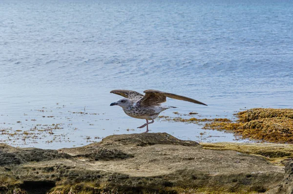 Burung Camar Makan Pantai Dengan Latar Belakang Laut Biru — Stok Foto