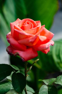 Bir yaz günü bahçede kırmızı bir gül. Güzel çiçekler, gül ekimi..