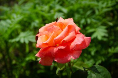 Bir yaz günü bahçede kırmızı bir gül. Güzel çiçekler, gül ekimi..