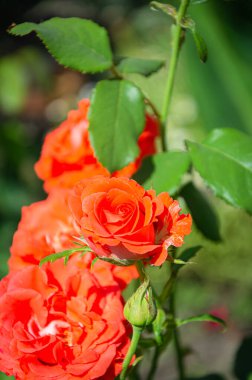 Bir yaz günü bahçede kırmızı bir gül. Güzel çiçekler, gül ekimi..