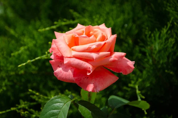 Eine Scharlachrote Rose Garten Einem Sommertag Schöne Blumen Rosenzucht — Stockfoto