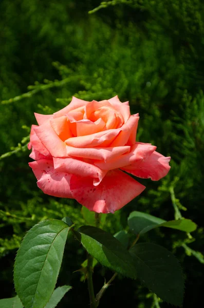 Eine Scharlachrote Rose Garten Einem Sommertag Schöne Blumen Rosenzucht — Stockfoto
