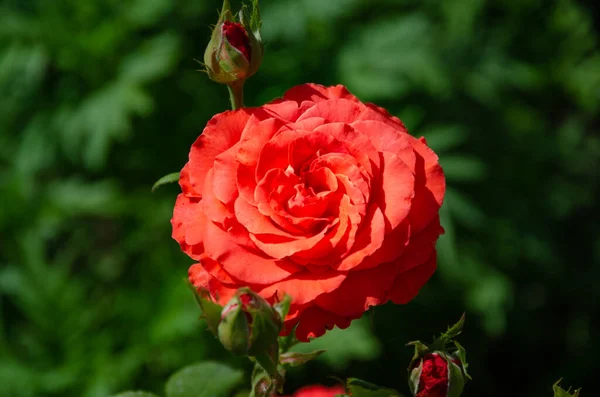 夏天的一天 花园里升起了一朵小红花 美丽的花朵 玫瑰的栽培 — 图库照片