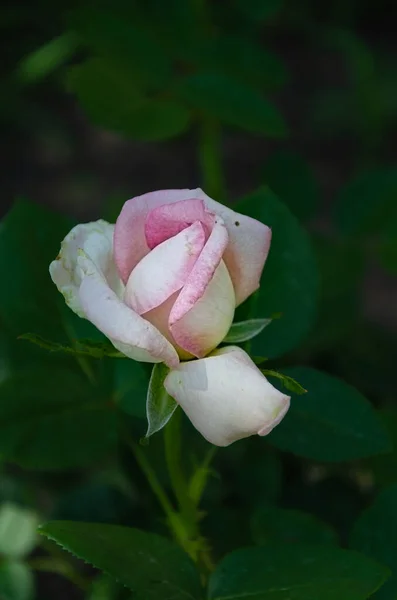 Λευκό Ροζ Τριαντάφυλλο Ένα Όμορφο Λουλούδι Στον Κήπο Μια Καλοκαιρινή — Φωτογραφία Αρχείου