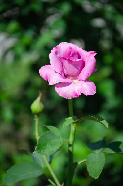 Schöne Fliederrose Garten Einem Sommertag — Stockfoto