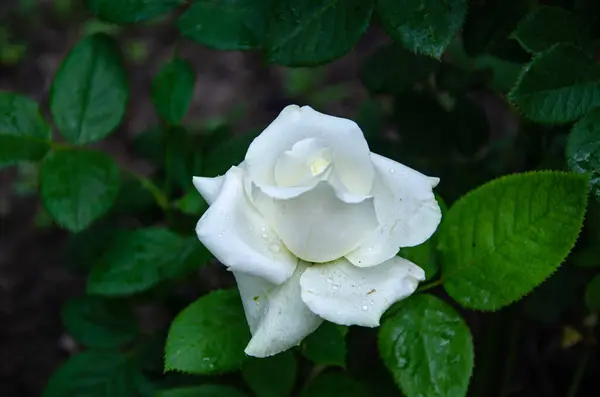 Rosa Blanca Jardín Día Verano —  Fotos de Stock