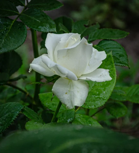 Weiße Rose Garten Einem Sommertag — Stockfoto