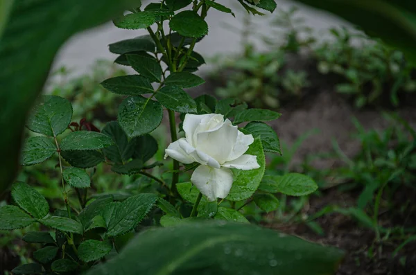 Weiße Rose Garten Einem Sommertag — Stockfoto