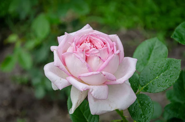 粉红的玫瑰 夏日花园里的一朵美丽的花 — 图库照片