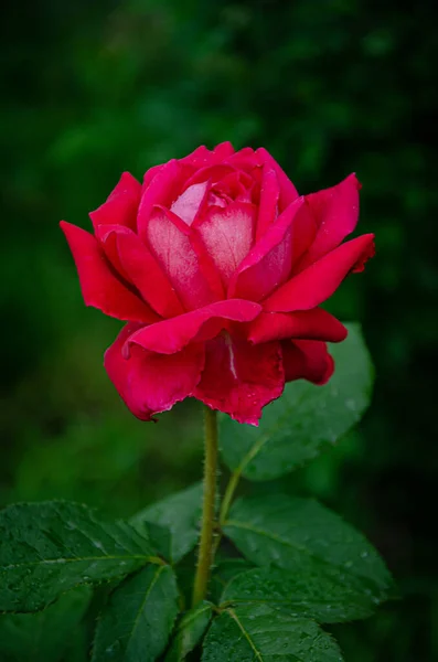 Rosa Vermelha Jardim Verão Fundo Escuro — Fotografia de Stock