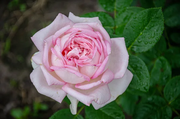 Weiß Rosa Rose Eine Schöne Blume Garten Einem Sommertag — Stockfoto
