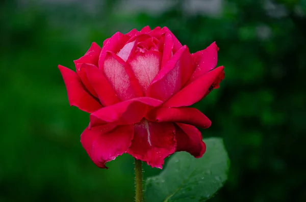 Rosa Vermelha Jardim Verão Fundo Escuro — Fotografia de Stock
