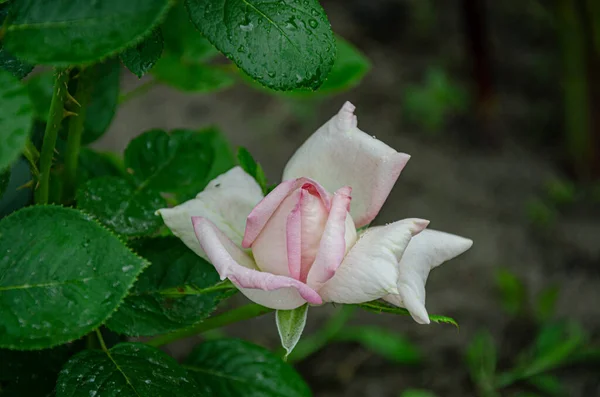 Rosa Blanco Rosa Una Hermosa Flor Jardín Día Verano —  Fotos de Stock