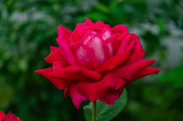 Červená Růže Letní Zahradě Tmavém Pozadí — Stock fotografie