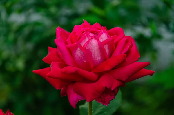 Rosa Rossa Nel Giardino Estivo Sfondo Scuro — Foto Stock