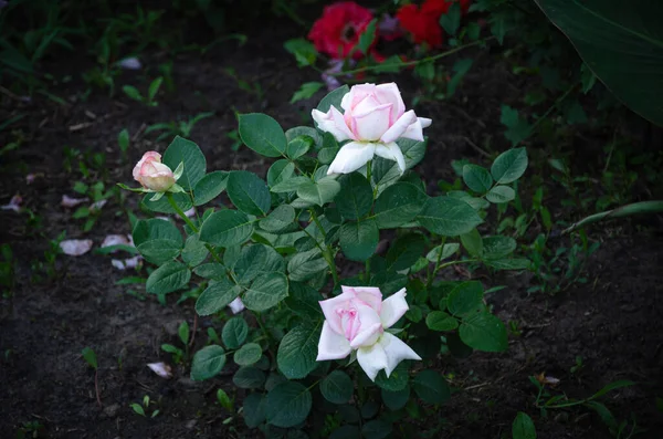 Rosa Branca Rosa Uma Bela Flor Jardim Dia Verão — Fotografia de Stock