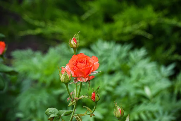 Rosa Roja Jardín Verano Sobre Fondo Oscuro —  Fotos de Stock