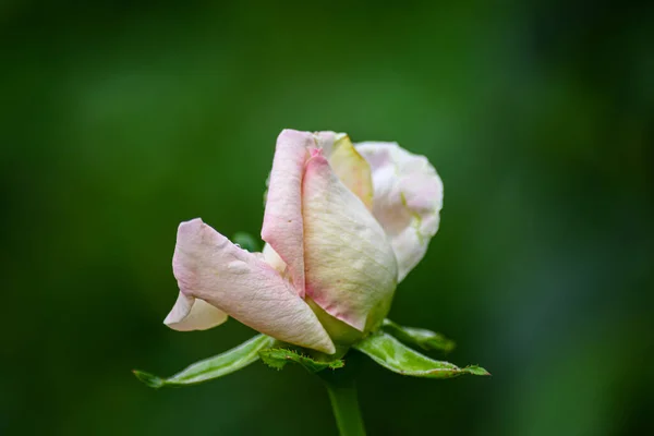 Rosa Bianca Nel Giardino Estivo Sfondo Scuro — Foto Stock
