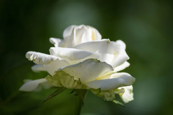 Weiße Rose Sommergarten Vor Dunklem Hintergrund — Stockfoto