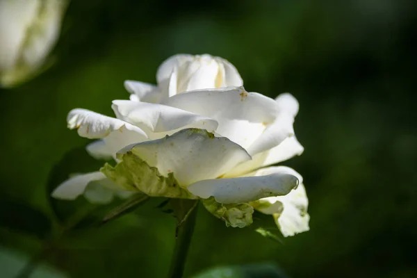 Rosa Bianca Nel Giardino Estivo Sfondo Scuro — Foto Stock