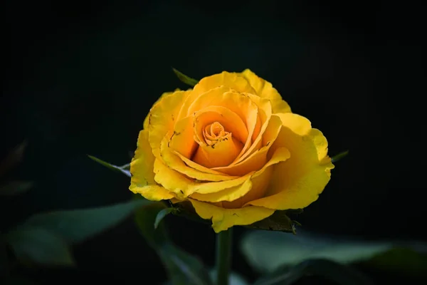 Gelbe Rose Sommergarten Vor Dunklem Hintergrund — Stockfoto