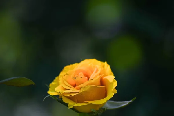 Gelbe Rose Sommergarten Vor Dunklem Hintergrund — Stockfoto