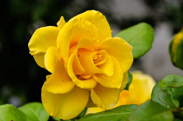 Belle Rose Jaune Dans Jardin Dans Après Midi Automne — Photo