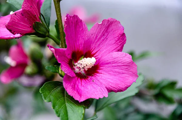 Hermoso Hibisco Lila Jardín Día Otoño — Foto de Stock